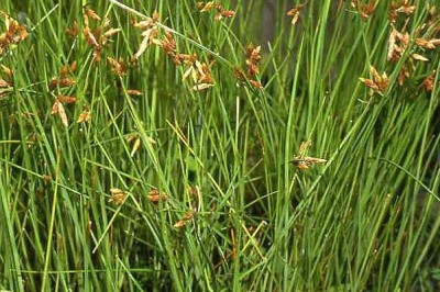 Cây dược liệu cây Cói dùi Wallich, Hoàng thảo Wallich, Trư vĩ thảo - Scirpus wallichii Nees