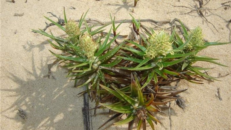 Cây dược liệu cây Cói sa biển, Cói biển, Lác thòng - Remirea maritima Aubl