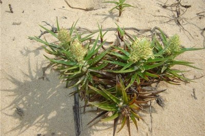 Cây dược liệu cây Cói sa biển, Cói biển, Lác thòng - Remirea maritima Aubl