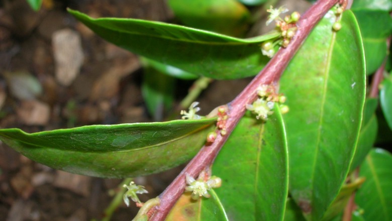 Cây dược liệu cây Chó đẻ hoa đỏ, Diệp hạ châu hoa đỏ - Phyllanthus rubriflorus Beille