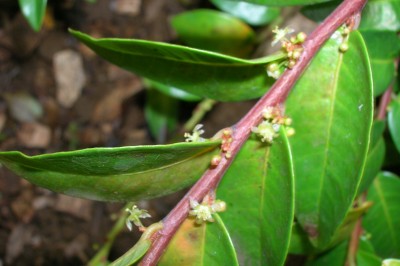 Cây dược liệu cây Chó đẻ hoa đỏ, Diệp hạ châu hoa đỏ - Phyllanthus rubriflorus Beille