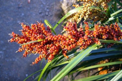 Cây dược liệu cây Cói túi quả mọng, Cói túi phình, Sơn bái tử - Carex baccans Nees