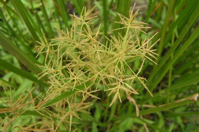 Cây dược liệu cây Cói nước, Lác nước - Cyperus malaccensis Lam