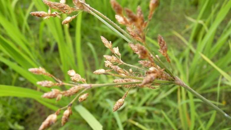 Cây dược liệu cây Cói quăn lưỡi liềm, Mao thư cong - Fimbristylis falcata (Vahl) Kunth (F. junciformis Kunth)