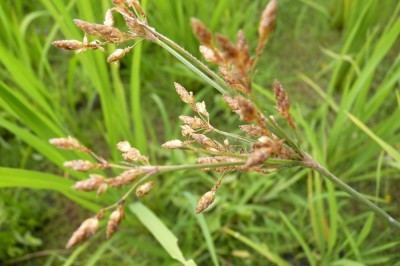 Cây dược liệu cây Cói quăn lưỡi liềm, Mao thư cong - Fimbristylis falcata (Vahl) Kunth (F. junciformis Kunth)
