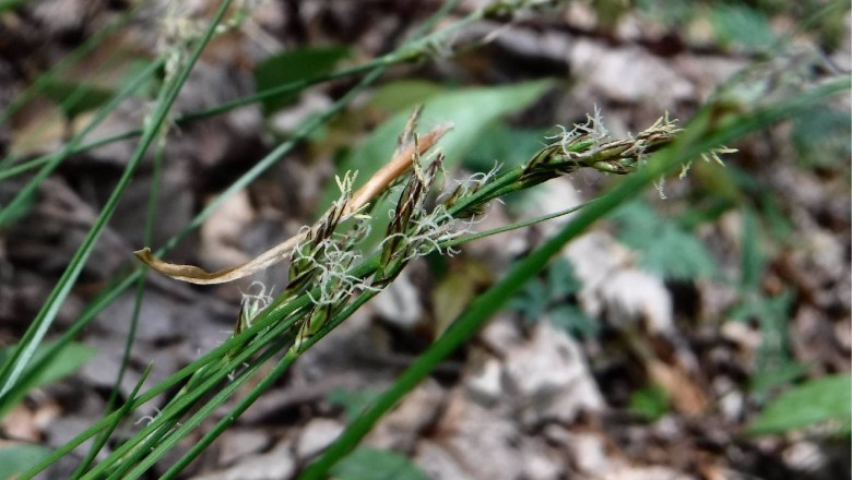 Cây dược liệu cây Cói quăn bông tròn, Mao thư tán - Fimbristylis umbellatus (Lam.) Vahl (Scirpus umbellata Lam., F. globulosa (Retz) Kunth)