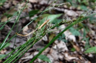 Cây dược liệu cây Cói quăn bông tròn, Mao thư tán - Fimbristylis umbellatus (Lam.) Vahl (Scirpus umbellata Lam., F. globulosa (Retz) Kunth)