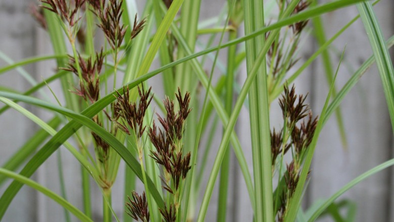 Cây dược liệu cây Cỏ gấu dài, Cỏ cú - Cyperus longus L