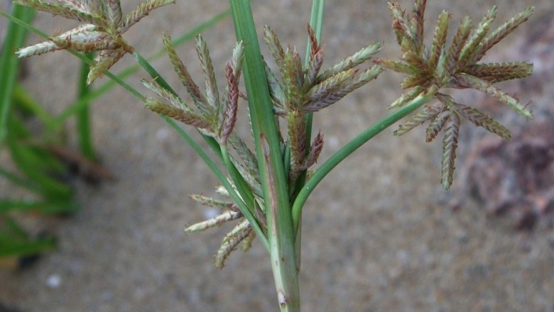 Cây dược liệu cây Cỏ gấu biển. Cỏ cú biển, Cú chồi- Cyperus stoloniferus Ret.z.