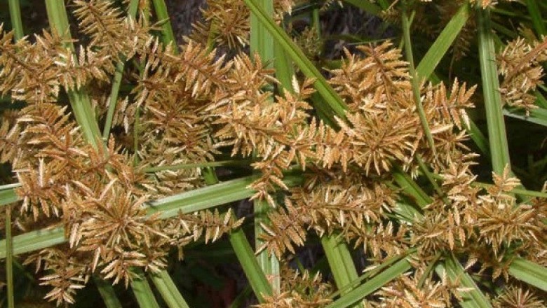 Cây dược liệu cây Cỏ gấu lông, Cói lông, Lác lông, Cỏ gấu rỗng, Cỏ bát - Cyperus pilosus Vahl