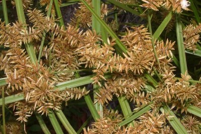 Cây dược liệu cây Cỏ gấu lông, Cói lông, Lác lông, Cỏ gấu rỗng, Cỏ bát - Cyperus pilosus Vahl