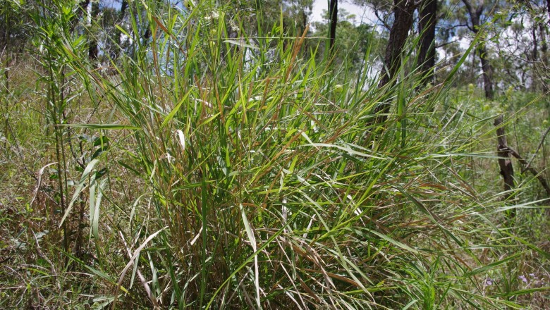 Cây dược liệu cây Cỏ gạo, Cỏ bình rượu - Sclerachne punctata R.Br.