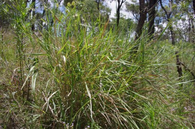 Cây dược liệu cây Cỏ gạo, Cỏ bình rượu - Sclerachne punctata R.Br.