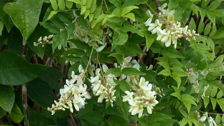 Cây dược liệu cây Cổ dải, Cây bả ruồi - Milletia eberhardtia Gagnep