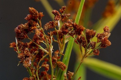 Cây dược liệu cây Cói dùi thô, Lác hến, Đưng - Scirpus grossus L. f