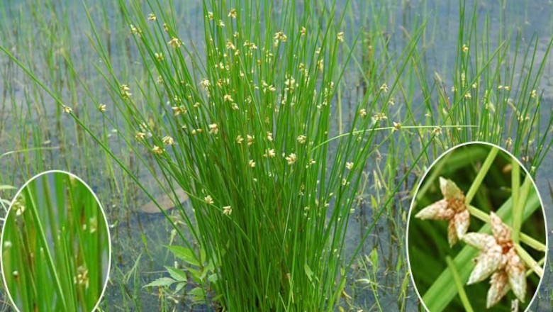 Cây dược liệu cây Cói dùi bấc, Cói dùi thẳng - Scirpus juncoides Roxb