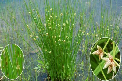 Cây dược liệu cây Cói dùi bấc, Cói dùi thẳng - Scirpus juncoides Roxb