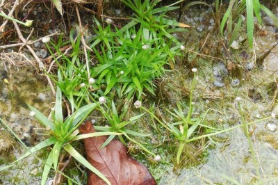 Cây dược liệu cây Cỏ dùi trống, Cốc tinh thảo - Eriocaulon sexangulare L