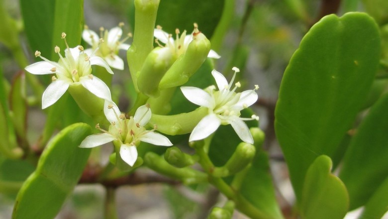 Cây dược liệu cây Cọc vàng, Cọc trắng - Lumnitzera racemosa Willd