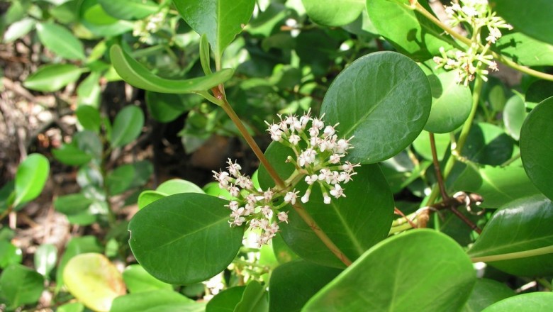 Cây dược liệu cây Côi - Scyphiphora hydrophyllacea Gaertn. f