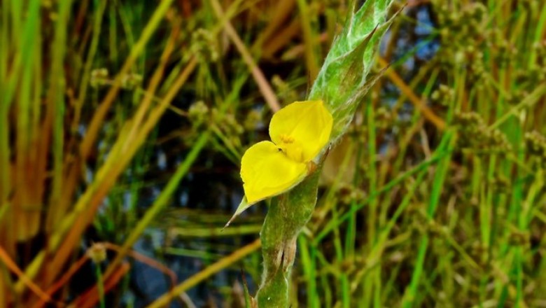 Cây dược liệu cây Cỏ đuôi lươn, Bối bối, Ðũa bếp - Philydrum lanuginosum Banks et Sol. ex Gaertn