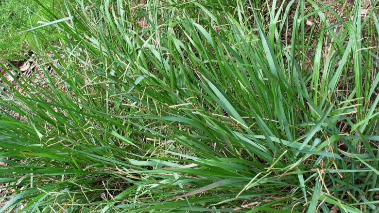 Cây dược liệu cây Cỏ đắng, Cỏ chửa, Cỏ trứng ếch - Paspalum scrobiculatum L