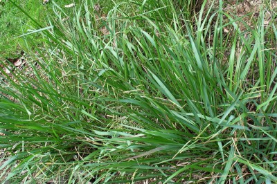 Cây dược liệu cây Cỏ đắng, Cỏ chửa, Cỏ trứng ếch - Paspalum scrobiculatum L