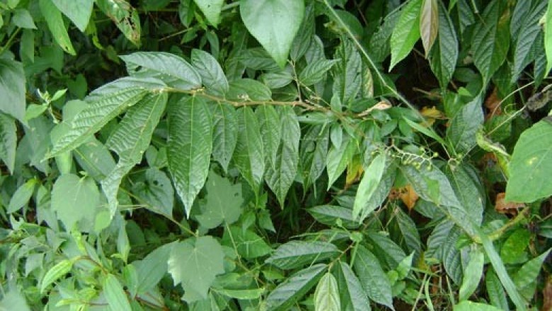 Cây dược liệu cây Cò ke - Grewia paniculata Roxb. ex DC