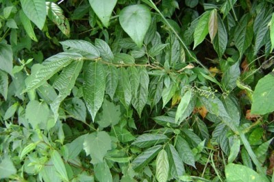 Cây dược liệu cây Cò ke - Grewia paniculata Roxb. ex DC