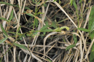 Cây dược liệu cây Cỏ đậu hai lá, Lưỡng diệp - Zornia cantoniensis Mohlenbrock