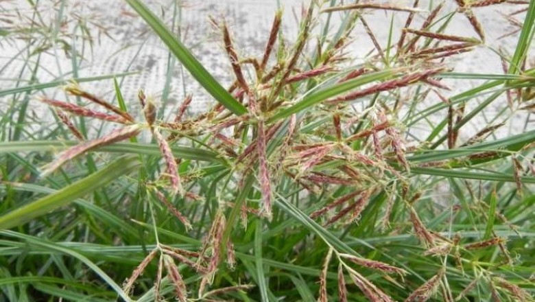 Cây dược liệu cây Cỏ gấu, Cỏ cú, Củ gấu hay Hương phụ - Cyperus rotundus L