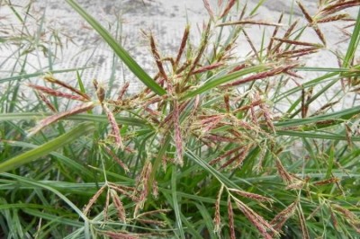 Cây dược liệu cây Cỏ gấu, Cỏ cú, Củ gấu hay Hương phụ - Cyperus rotundus L