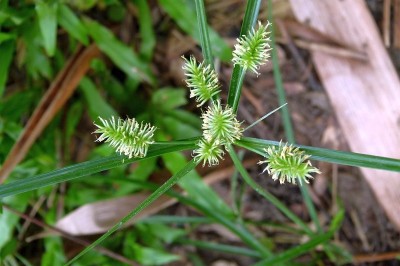 Cây dược liệu cây Cói dù, Cói tương hoa tán, Cói đuôi chồn - Cyperus paniceus (Rottb.) Boeck. var. roxburghianus (C.B.Clarke) Kuk. (Mariscus umbellatus Vahl)