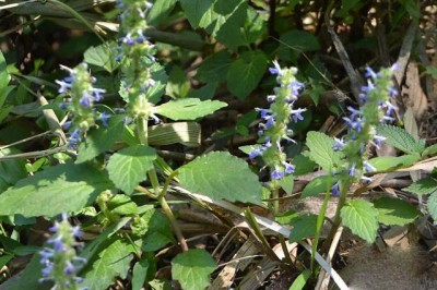 Cây dược liệu cây Cỏ gân cốt hạt to - Ajuga macrosperma Wall. ex Benth