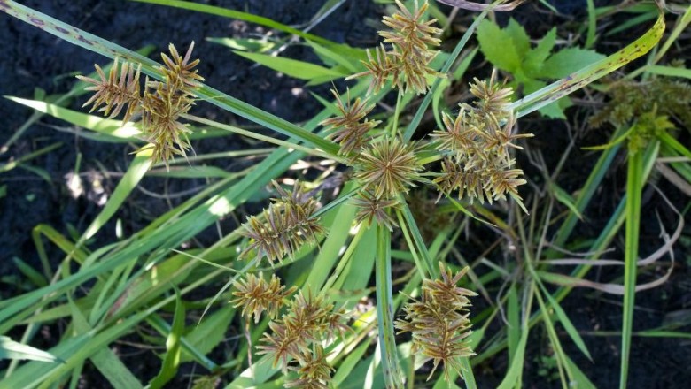 Cây dược liệu cây Cỏ gấu ăn - Cyperus esculentus L