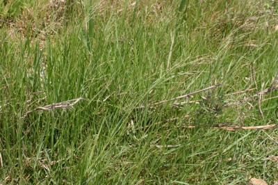 Cây dược liệu cây Cỏ gừng, cỏ ống - Panicum repens L