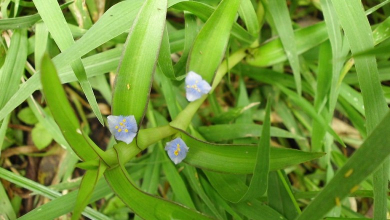 Cây dược liệu cây Cỏ đầu rìu hoa nách, Bích trai nách - Cyanotis axillaris D., Don