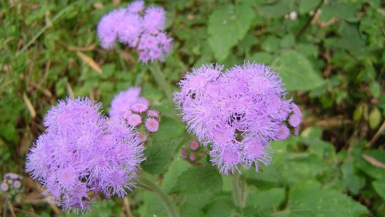 Cây dược liệu cây Cỏ cứt lợn, Cỏ hôi, Cây bù xích - Ageratum conyzoides L