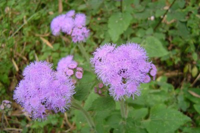 Cây dược liệu cây Cỏ cứt lợn, Cỏ hôi, Cây bù xích - Ageratum conyzoides L