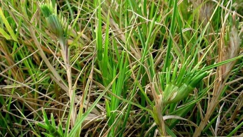 Cây dược liệu cây Cỏ gà, Cỏ chỉ - Cynodon dactylon (L.) Pers