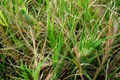 Cây dược liệu cây Cỏ gà, Cỏ chỉ - Cynodon dactylon (L.) Pers