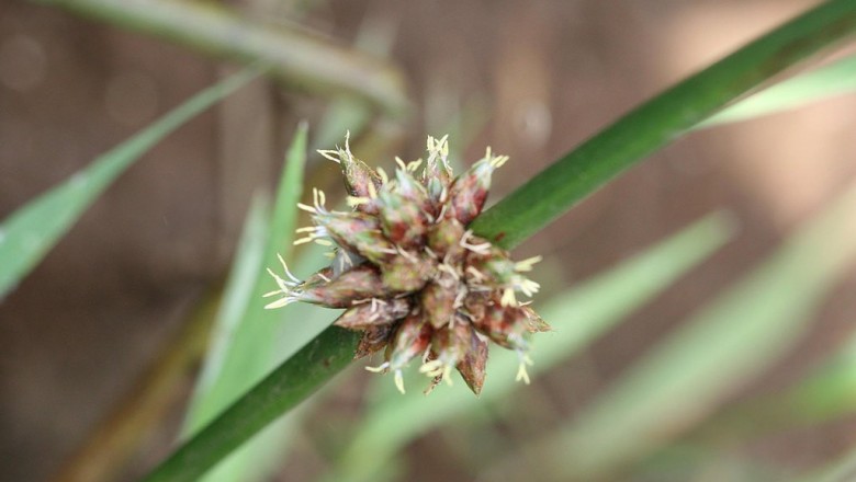 Cây dược liệu cây Cói dùi có đốt, Hoàng thảo đốt - Scirpus articulatus L