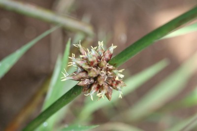 Cây dược liệu cây Cói dùi có đốt, Hoàng thảo đốt - Scirpus articulatus L