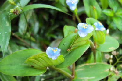 Cây dược liệu cây Cỏ đầu rìu, Bích trai mồng - Cyanotis cristata (L) D. Don