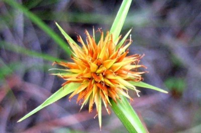 Cây dược liệu cây Cói đầu hồng, Chuỷ tơ đỏ - Rhynchospora rubra (Lour.) Makino