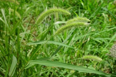 Cây dược liệu cây Cỏ đuôi chó - Setaria viridis (L) P. Bcauv