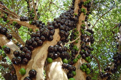 Chiết xuất từ vỏ giống nho thân gỗ giúp phòng ngừa bệnh tiểu đường