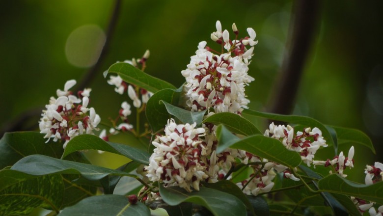 Cây dược liệu cây Cóc kèn sét - Derris ferruginea (Roxb.) Benth