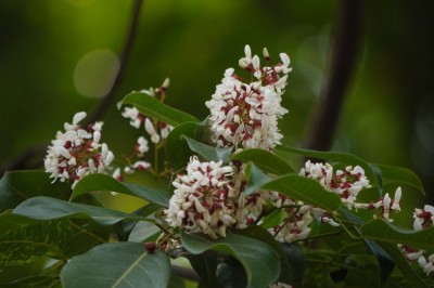 Cây dược liệu cây Cóc kèn sét - Derris ferruginea (Roxb.) Benth