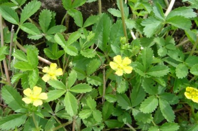 Cây dược liệu cây Cỏ chét ba - Potentilla kleiniana Wight